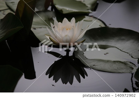 White water lily White water lily 140972902