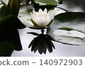 White water lily 140972903