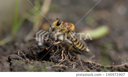 Macro photography of a robber fly: insect predation behavior Macro photography of a robber fly: insect predation behavior 140972907