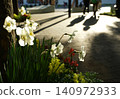 White daffodils and silhouettes of people along the sidewalk, illuminated by the light of the setting sun. 140972933