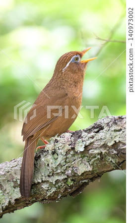 一隻歌唱的中國花媚鳥：一隻野生鳥兒在綠葉繁茂的森林中歌唱，構成了一幅美麗的景象。 140973002