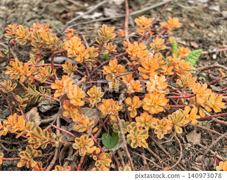 Vibrant Phedimus Middendorffianus Variegata Succulent in Spring Garden 140973078