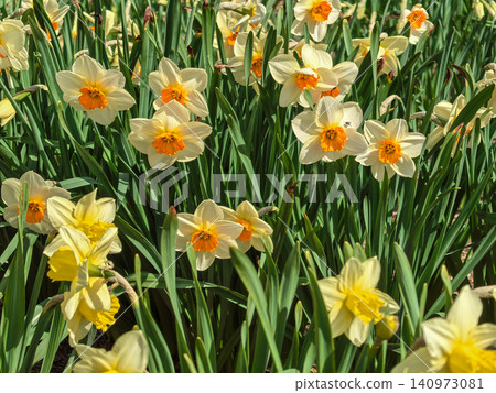 White and Orange Narcissus Daffodils in Spring Garden White and Orange Narcissus Daffodils in Spring Garden 140973081