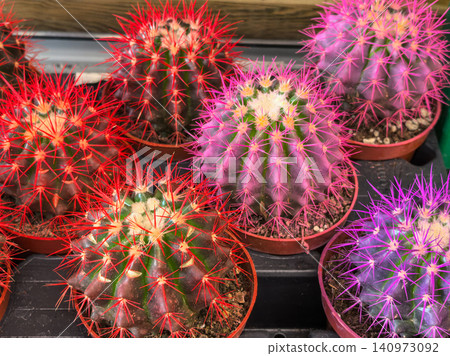 Colorful cacti with bright red and pink spines in pots at garden shop Colorful cacti with bright red and pink spines in pots at garden shop 140973092