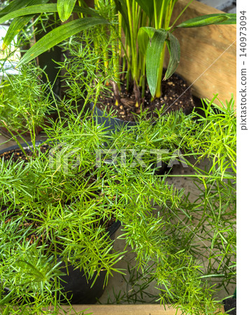 Lush green asparagus fern houseplant with delicate needle foliage Lush green asparagus fern houseplant with delicate needle foliage 140973094