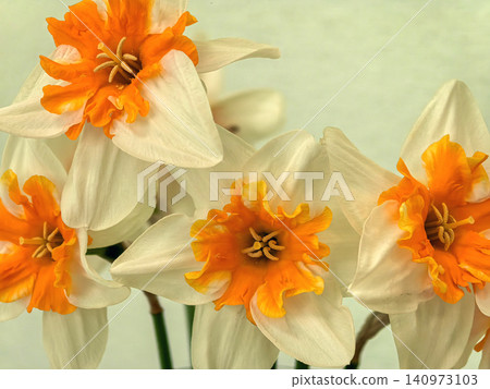 Narcissus Pomeranza Split Cup Daffodil Flowers Close Up Macro Narcissus Pomeranza Split Cup Daffodil Flowers Close Up Macro 140973103