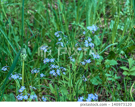 Wild Blue Forget Me Not Flowers Growing in Fresh Green Grass Meadow 140973120