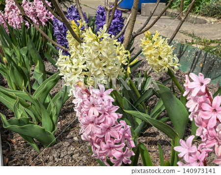 Mixed Hyacinthus Orientalis Cream Pink Purple Blooms Spring Garden Mixed Hyacinthus Orientalis Cream Pink Purple Blooms Spring Garden 140973141