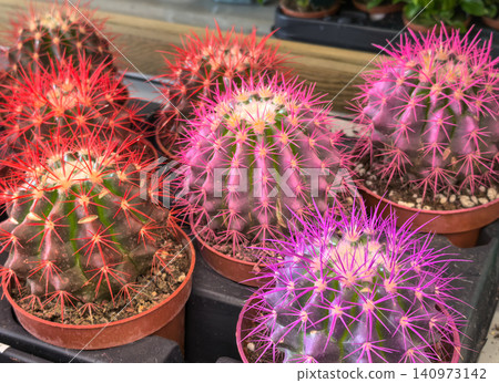 Dyed barrel cacti with red and magenta spines in pots garden display Dyed barrel cacti with red and magenta spines in pots garden display 140973142