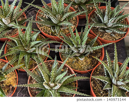 Zebra haworthia succulent plants in terracotta pots at nursery display Zebra haworthia succulent plants in terracotta pots at nursery display 140973144