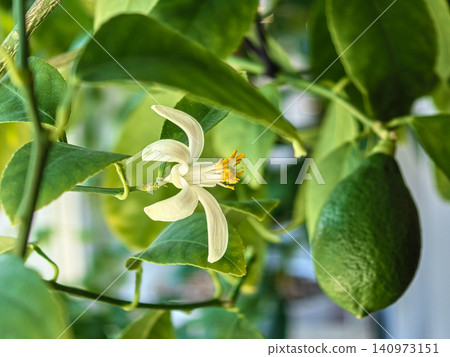 Lemon tree blossom with yellow stamens and green unripe fruit on branch 140973151