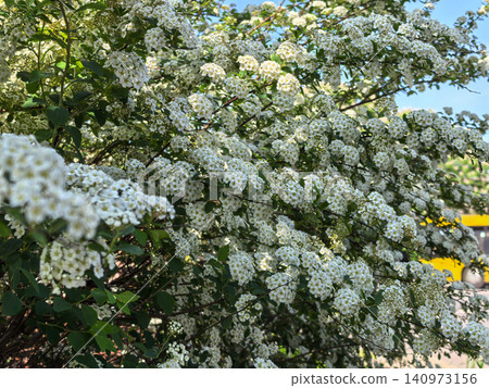 Lush spiraea bush covered with white flower clusters in urban garden 140973156