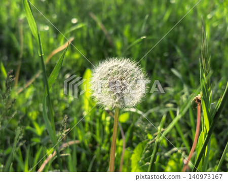 Dandelion Seed Head in Green Grass Meadow at Sunset Dandelion Seed Head in Green Grass Meadow at Sunset 140973167