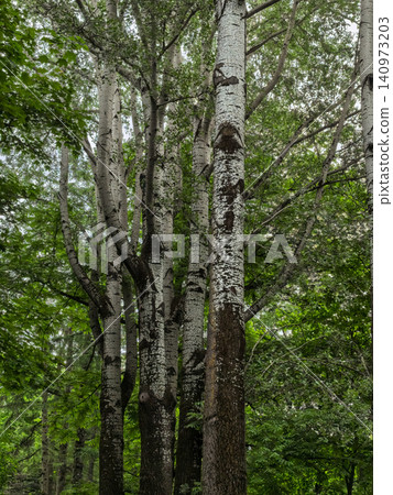 Tall birch tree trunks with white bark in a green summer forest Tall birch tree trunks with white bark in a green summer forest 140973203