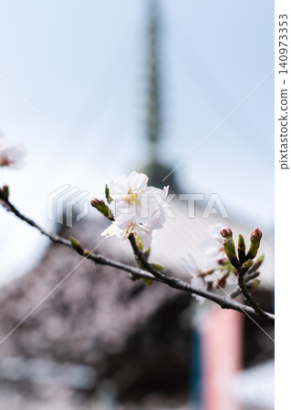 Kyoto, Honpoji Temple, cherry blossoms in full bloom (Founded during the Muromachi period, it was relocated to Horikawa Teranouchi due to the construction of Toyotomi Hideyoshi's Jurakudai Palace). 140973353