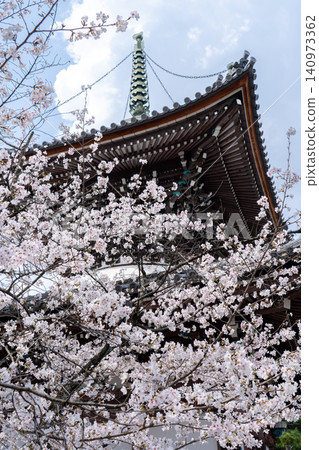 Kyoto, Honpoji Temple: Pagoda and cherry blossoms in full bloom (Founded during the Muromachi period, and relocated to Horikawa Teranouchi due to the construction of Toyotomi Hideyoshi's Jurakudai Palace) Kyoto, Honpoji Temple: Pagoda and cherry blossoms in full bloom (Founded during the Muromachi period, and relocated to Horikawa Teranouchi due to the construction of Toyotomi Hideyoshi's Jurakudai Palace) 140973362