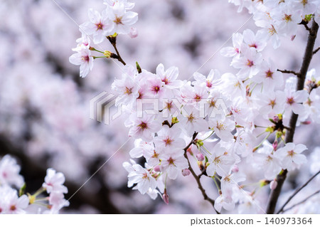 Kyoto, Honpoji Temple, cherry blossoms in full bloom (Founded during the Muromachi period, it was relocated to Horikawa Teranouchi due to the construction of Toyotomi Hideyoshi's Jurakudai Palace). 140973364