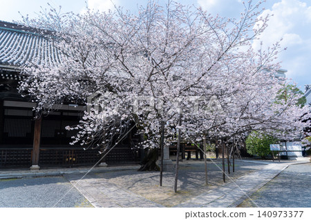 Kyoto, Honpoji Temple: Main Hall and cherry blossoms in full bloom (Founded during the Muromachi period, and relocated to Horikawa Teranouchi due to the construction of Toyotomi Hideyoshi's Jurakudai Palace) 140973377