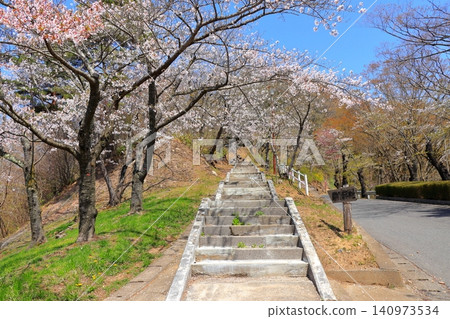 通往水戶城遺址正門的階梯（城山公園）| 春日漫步，櫻花爛漫，藍天白雲，青森縣水戶町 140973534