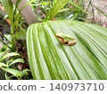 A frog sitting on a leaf 140973710