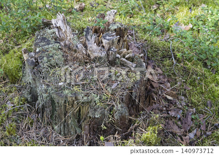 Decaying Tree Stump Surrounded by Moss and Foliage Decaying Tree Stump Surrounded by Moss and Foliage 140973712