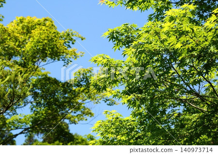 Fresh green of Baekje Temple Fresh green of Baekje Temple 140973714