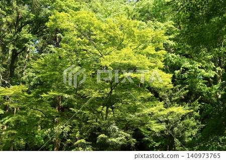 Fresh green of Baekje Temple Fresh green of Baekje Temple 140973765