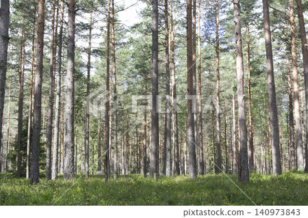 Majestic Tall Coniferous Pine Forest with Dense Green Undergrowth and Sunlit Woodland Atmosphere Majestic Tall Coniferous Pine Forest with Dense Green Undergrowth and Sunlit Woodland Atmosphere 140973843