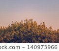 Morning rapeseed field 140973966