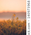 A photograph of rapeseed flowers covered in morning dew. 140973968