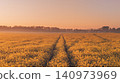 A field of rapeseed flowers illuminated by the rising sun amid the morning mist. 140973969