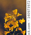 A close-up photograph of rapeseed flowers covered in morning dew. 140973972