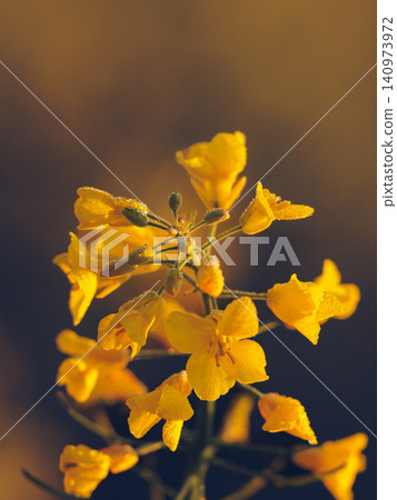 A close-up photograph of rapeseed flowers covered in morning dew. A close-up photograph of rapeseed flowers covered in morning dew. 140973972