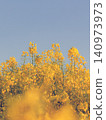 Blue sky and rape field 140973973