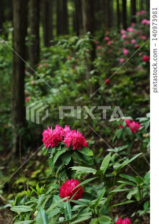 白虎寺:紅杜鵑 白虎寺:紅杜鵑 140973981