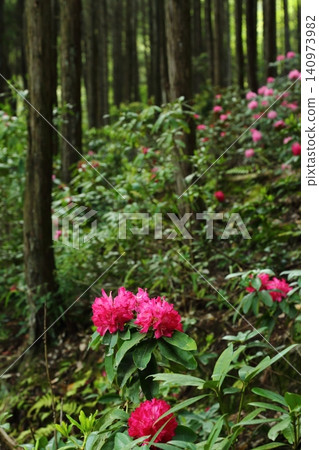 白虎寺:紅杜鵑 白虎寺:紅杜鵑 140973982