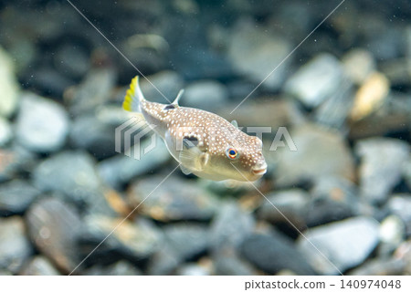 Close-up of a spotted pufferfish swimming in an aquarium Close-up of a spotted pufferfish swimming in an aquarium 140974048