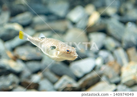 Close-up of a spotted pufferfish swimming over rocky bottom in an aquarium Close-up of a spotted pufferfish swimming over rocky bottom in an aquarium 140974049