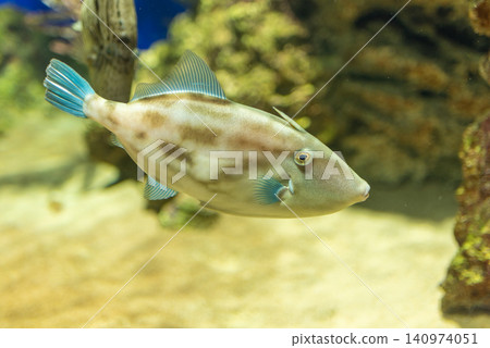 Close-up of a bluefin filefish swimming in an aquarium Close-up of a bluefin filefish swimming in an aquarium 140974051