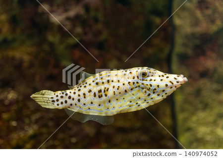 Close-up of a spotted boxfish swimming in aquarium 140974052
