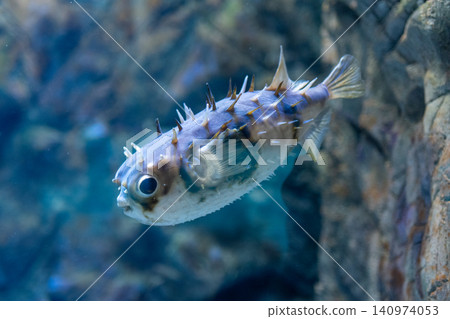 Close-up of a spiny pufferfish swimming in an aquarium Close-up of a spiny pufferfish swimming in an aquarium 140974053