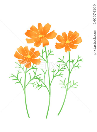 A simple illustration of an orange cosmos flower. A simple illustration of an orange cosmos flower. 140974109