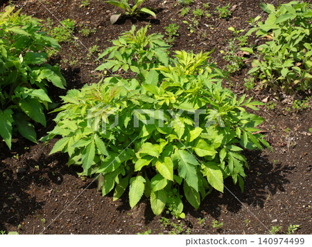 種植在地裡的敗醬草 種植在地裡的敗醬草 140974499