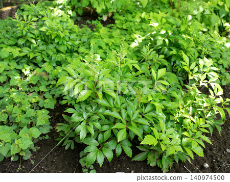 種植在地裡的敗醬草 種植在地裡的敗醬草 140974500