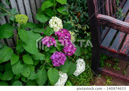 西方繡球花 西方繡球花 140974633