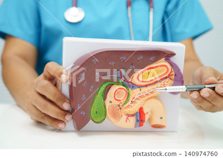 Liver with gallbladder, pancreas spleen and duodenum, Asian doctor holding human anatomy model for study diagnosis and treatment in hospital. 140974760