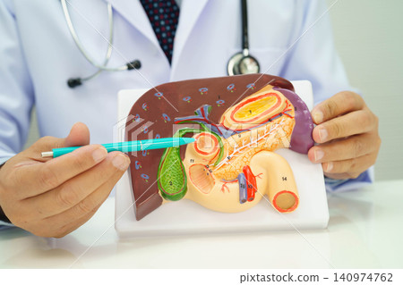 Cirrhosis, Liver cancer, fatty liver, Asian doctor with liver human anatomy model in World Hepatitis Day at hospital. 140974762