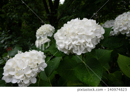 Western hydrangea Western hydrangea 140974823