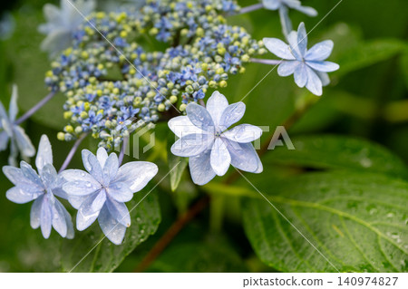西方繡球花 西方繡球花 140974827