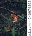 Wild squirrels living in Łazienki Park in Warsaw 140974892